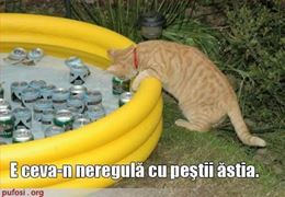 bancuri